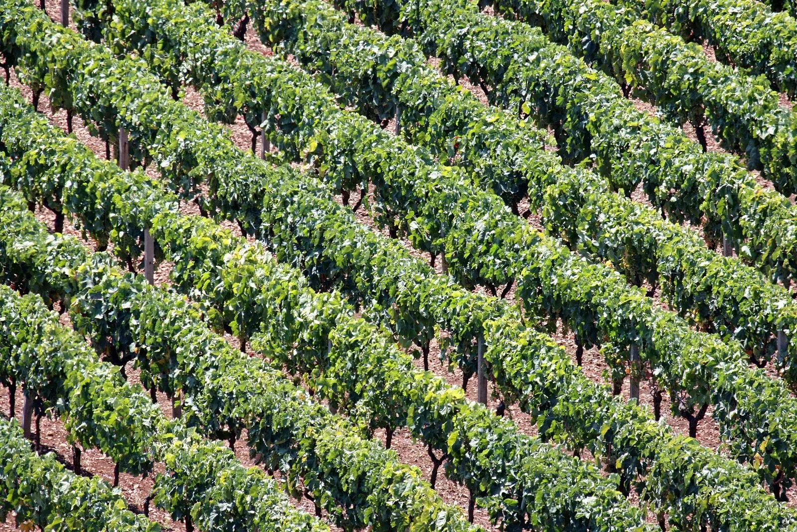 Filari di vigneto nella campagna di Locorotondo
